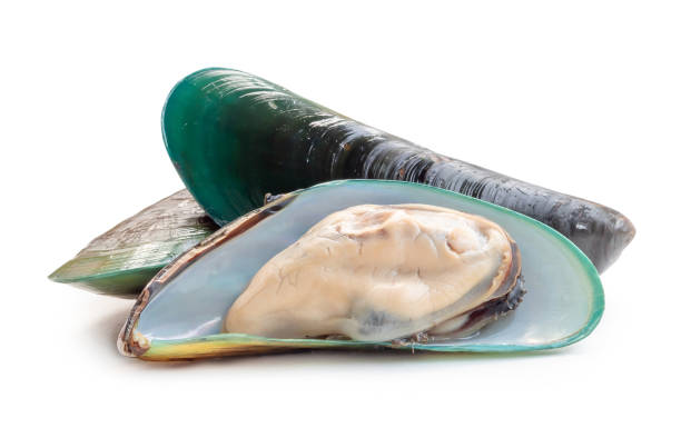 Gizi Kerang Hijau